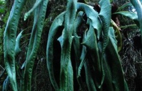 魔力宝贝水龙蜥攻略水龙蜥加点技巧