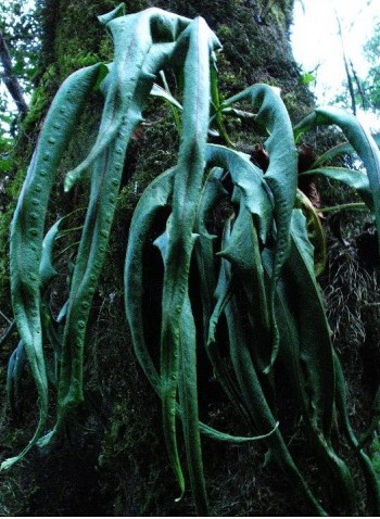 魔力宝贝水龙蜥攻略水龙蜥加点技巧